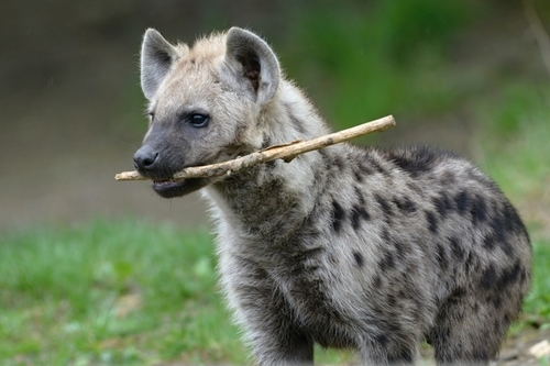 mládě hyeny skvrnité_archiv Zoo Zlín