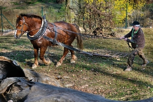 kůň Artur ve zlínské zoo_archiv Zoo Zlín