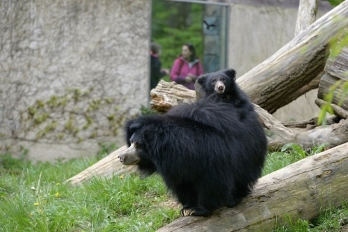 mládě medvěda pyskatého s matkou_archiv Zoo Zlín