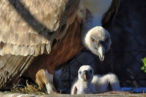 Sup bělohlavý s mládětem_archiv Zoo Zlín