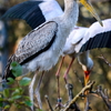 Nesyt africký - mládě_archiv Zoo Zlín