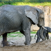 archiv Zoo Zlín